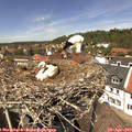 13_30-nest.jpg