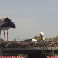 13_35-mast.jpg