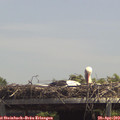 13_40-mast.jpg