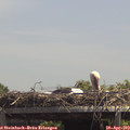 13_45-mast.jpg