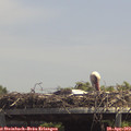13_50-mast.jpg
