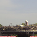 13_55-mast.jpg