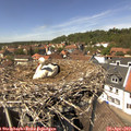 13_55-nest.jpg