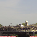 14_00-mast.jpg