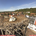 14_00-nest.jpg