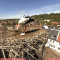 14_05-nest.jpg