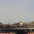 14_10-mast.jpg