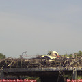 14_15-mast.jpg