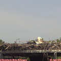 14_20-mast.jpg