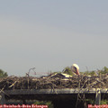14_25-mast.jpg
