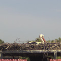 14_35-mast.jpg