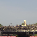 14_45-mast.jpg