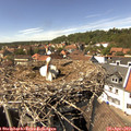 14_50-nest.jpg