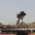 15_00-mast.jpg