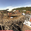 15_00-nest.jpg