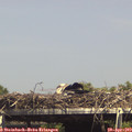 15_10-mast.jpg