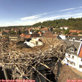 15_10-nest.jpg