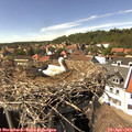 15_20-nest.jpg
