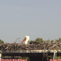 15_25-mast.jpg