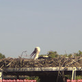 15_30-mast.jpg