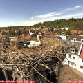 15_30-nest.jpg