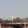 15_35-mast.jpg
