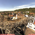15_35-nest.jpg