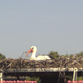 15_40-mast.jpg