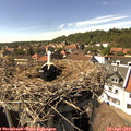 15_40-nest.jpg