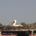 15_45-mast.jpg