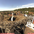 15_45-nest.jpg