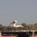 15_50-mast.jpg