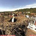 15_50-nest.jpg