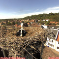15_55-nest.jpg