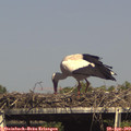 16_00-mast.jpg