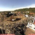 16_00-nest.jpg