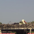 16_05-mast.jpg