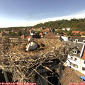 16_05-nest.jpg
