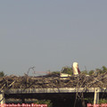 16_10-mast.jpg