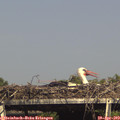 16_15-mast.jpg