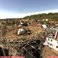 16_15-nest.jpg