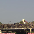 16_20-mast.jpg