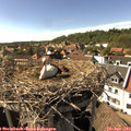 16_20-nest.jpg