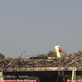 16_25-mast.jpg