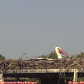 16_30-mast.jpg