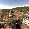 16_30-nest.jpg