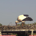 16_35-mast.jpg