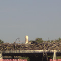 16_40-mast.jpg