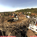 16_40-nest.jpg