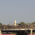 16_45-mast.jpg